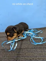 Marie's CKC male #1, a male Yorkshire Terrier for sale in Hephzibah, GA – 8 of 8
