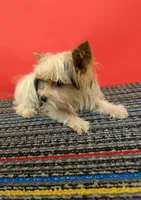 CKC male Parti-Yorkie (Peanut), a male Yorkshire Terrier for sale in Hephzibah, GA – 7 of 10