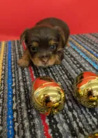 CKC Chocolate male (blue ribbon), a male Yorkshire Terrier for sale in Hephzibah, GA – Photo 3 of 3