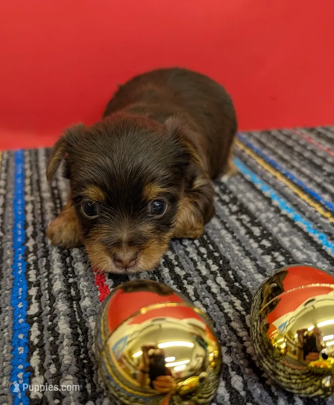 CKC Chocolate male (blue ribbon) – Yorkshire Terrier puppy for sale in Hephzibah, GA