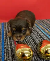CKC Chocolate male (blue ribbon), a male Yorkshire Terrier for sale in Hephzibah, GA – Photo 1 of 3