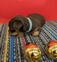 CKC Chocolate male (blue ribbon), a male Yorkshire Terrier for sale in Hephzibah, GA – Photo 2 of 3