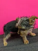 AKC traditional female  (Pinky), a female Yorkshire Terrier for sale in Hephzibah, GA – 6 of 10