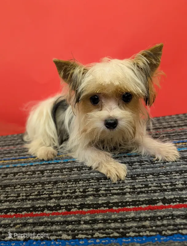 CKC male Parti-Yorkie (Peanut) – Yorkshire Terrier puppy for sale in Hephzibah, GA
