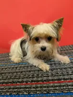 CKC male Parti-Yorkie (Peanut), a male Yorkshire Terrier for sale in Hephzibah, GA – 1 of 10
