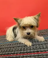 CKC male Parti-Yorkie (Peanut), a male Yorkshire Terrier for sale in Hephzibah, GA – 3 of 10