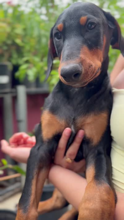 Max, a male Doberman Pinscher for sale in Lathrop, CA – 3 of 3