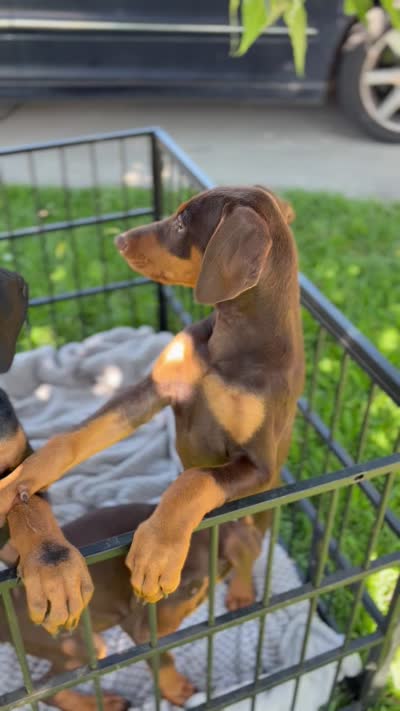 Max, a male Doberman Pinscher for sale in Lathrop, CA – 2 of 3
