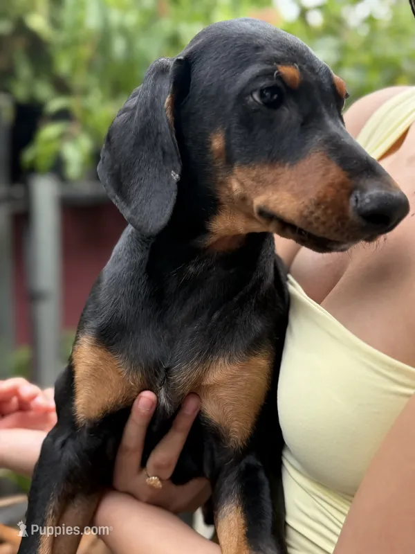 Max – Doberman Pinscher puppy for sale in Lathrop, CA