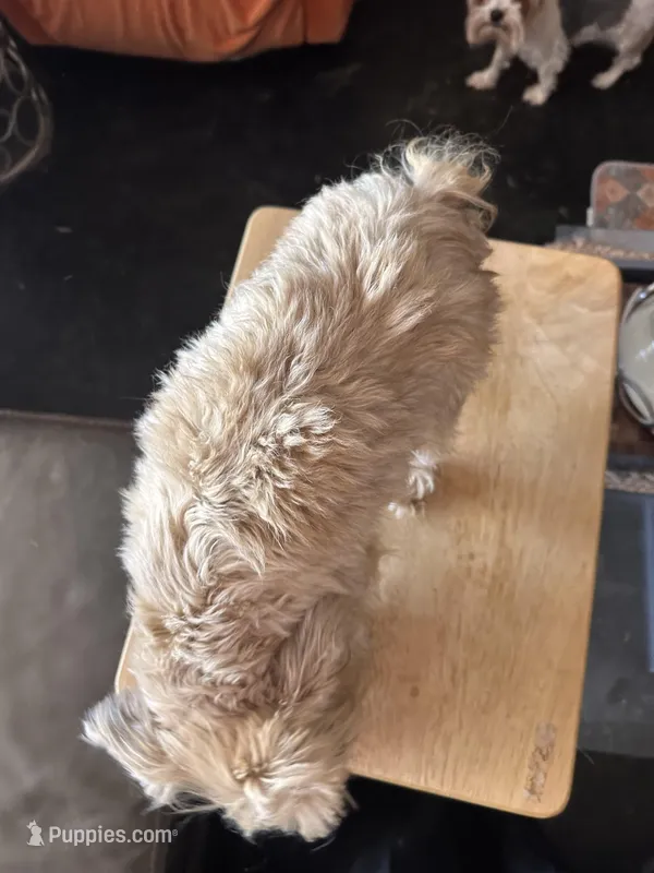 Ziva – Yorkshire Terrier puppy on hold in Holbrook, AZ