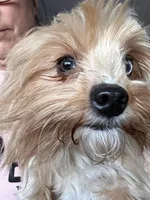 Ziva, a female Yorkshire Terrier for sale in Holbrook, AZ – Photo 2 of 3