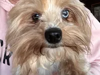 Ziva, a female Yorkshire Terrier for sale in Holbrook, AZ – Photo 3 of 3