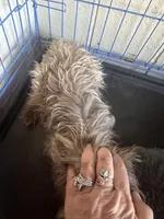 Teeter, a female Yorkshire Terrier for sale in Holbrook, AZ – Photo 2 of 2