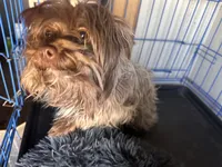 Teeter, a female Yorkshire Terrier for sale in Holbrook, AZ – Photo 1 of 2