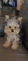 Cricket, a female Yorkshire Terrier for sale in Holbrook, AZ – Photo 4 of 4