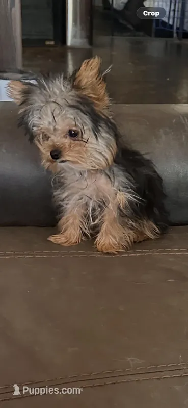 Cricket – Yorkshire Terrier puppy on hold in Holbrook, AZ