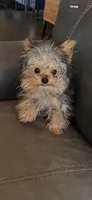 Cricket, a female Yorkshire Terrier for sale in Holbrook, AZ – Photo 3 of 4