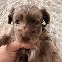 Cassidy, a male Yorkshire Terrier and Chiweenie for sale in Holbrook, AZ – Photo 3 of 6