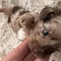 Cassidy, a male Yorkshire Terrier and Chiweenie for sale in Holbrook, AZ – Photo 4 of 6