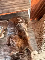 Cassidy, a male Yorkshire Terrier and Chiweenie for sale in Holbrook, AZ – Photo 2 of 6