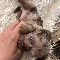 Cassidy, a male Yorkshire Terrier and Chiweenie for sale in Holbrook, AZ – Photo 6 of 6