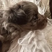 Cassidy, a male Yorkshire Terrier and Chiweenie for sale in Holbrook, AZ – Photo 5 of 6