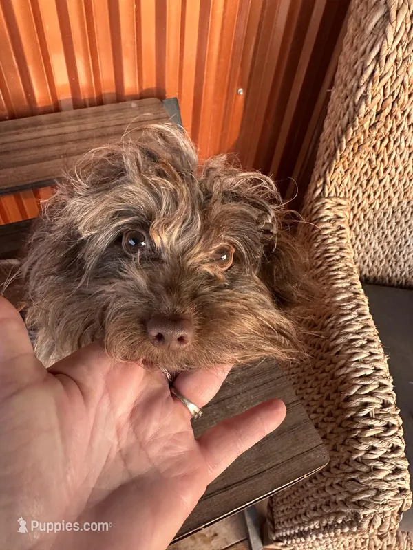 Cassidy, a male Yorkshire Terrier and Chiweenie for sale in Holbrook, AZ – Photo 1 of 6
