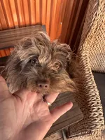 Cassidy, a male Yorkshire Terrier and Chiweenie for sale in Holbrook, AZ – Photo 1 of 6