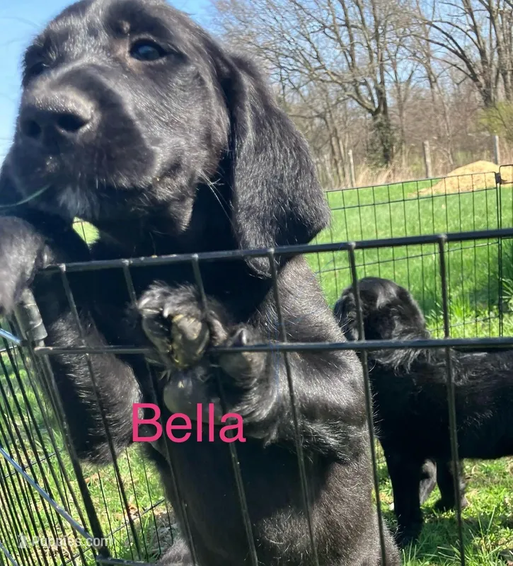 Bella – Labradoodle puppy for sale in Paducah, KY