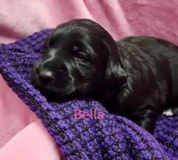 Bella, a female Labradoodle for sale in Paducah, KY – Photo 3 of 7