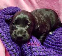 Bella, a female Labradoodle for sale in Paducah, KY – Photo 4 of 7
