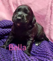 Bella, a female Labradoodle for sale in Paducah, KY – Photo 7 of 7