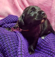 Bella, a female Labradoodle for sale in Paducah, KY – Photo 6 of 7