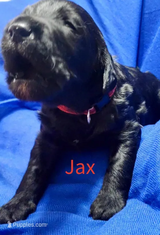 Jax – Labradoodle puppy for sale in Paducah, KY