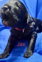 Jax, a female Labradoodle for sale in Paducah, KY – Photo 1 of 9