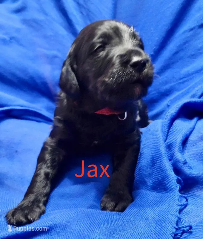 Jax – Labradoodle puppy for sale in Paducah, KY