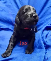 Jax, a female Labradoodle for sale in Paducah, KY – Photo 5 of 9