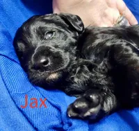 Jax, a female Labradoodle for sale in Paducah, KY – Photo 2 of 9