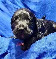 Jax, a female Labradoodle for sale in Paducah, KY – Photo 6 of 9