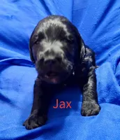 Jax, a female Labradoodle for sale in Paducah, KY – Photo 4 of 9