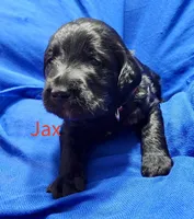 Jax, a female Labradoodle for sale in Paducah, KY – Photo 3 of 9