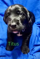 Titus, a female Labradoodle for sale in Paducah, KY – Photo 8 of 9