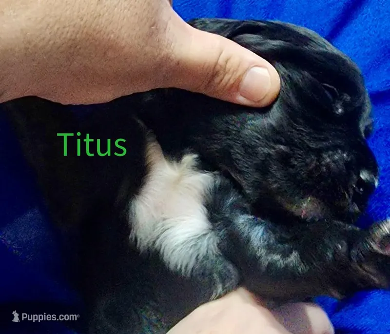 Titus – Labradoodle puppy for sale in Paducah, KY