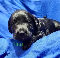 Titus, a female Labradoodle for sale in Paducah, KY – Photo 2 of 9