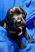 Titus, a female Labradoodle for sale in Paducah, KY – Photo 6 of 9
