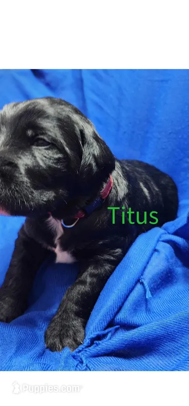 Titus – Labradoodle puppy for sale in Paducah, KY