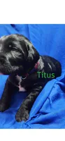 Titus, a female Labradoodle for sale in Paducah, KY – Photo 9 of 9