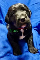 Titus, a female Labradoodle for sale in Paducah, KY – Photo 4 of 9