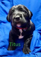 Titus, a female Labradoodle for sale in Paducah, KY – Photo 5 of 9