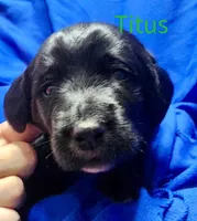 Titus, a female Labradoodle for sale in Paducah, KY – Photo 3 of 9